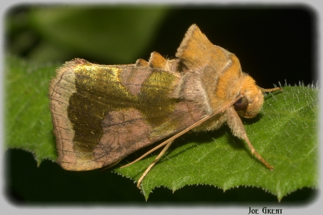 Diachrysia chrysitis - aranybagoly