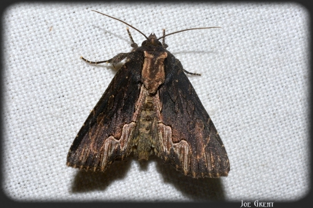 Dypterygia scabriuscula - szurokbarna nyáribagoly