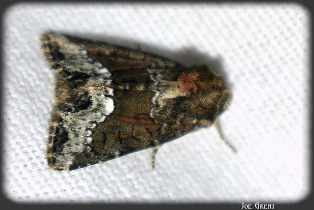 Oligia strigilis - kormos dudvabagoly