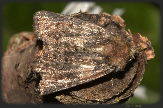 Oligia strigilis/latruncula/versicolor