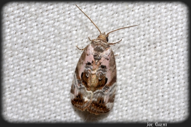 Hapalotis venustula - rózsaszínű mázasbagoly
