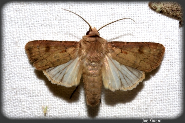 Agrotis exclamationis - felkiáltójeles földibagoly