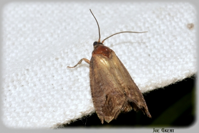 Cydia pomonella - almamoly