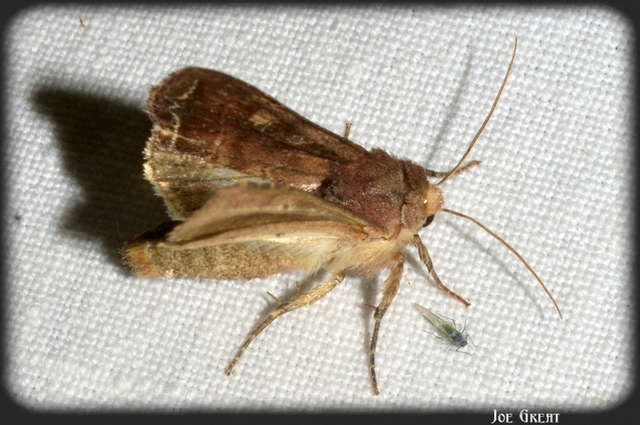 Lacanobia oleracea - saláta-kertibagoly