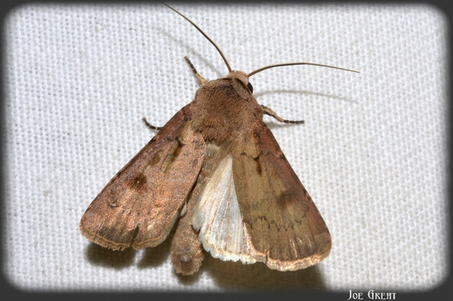 Agrotis exclamationis - felkiáltójeles földibagoly