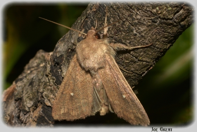 Mythimna albipuncta - fehérpettyes rétibagoly