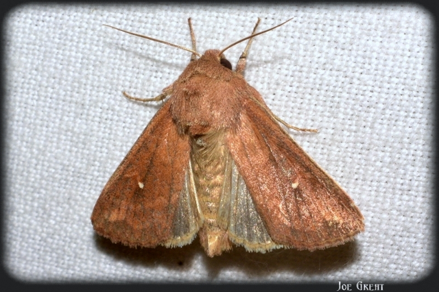 Mythimna albipuncta - fehérpettyes rétibagoly