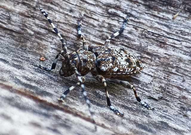 Aegomorphus clavipes - tarka cincér Aegomorphus clavipes - tarka cincér