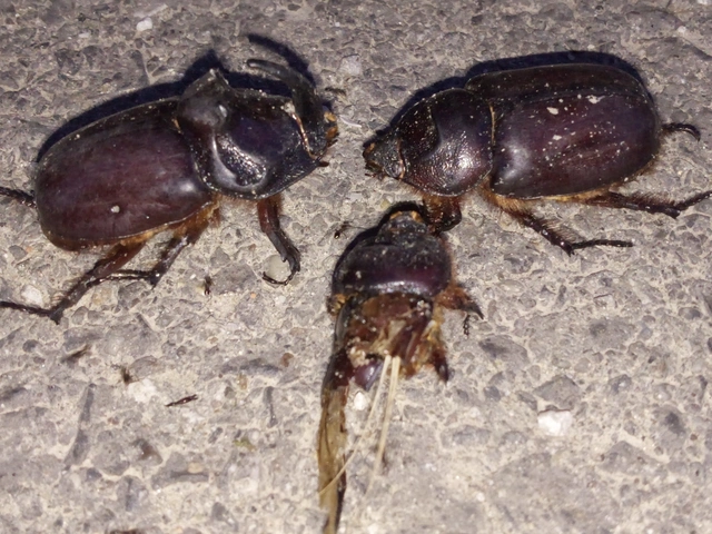 Oryctes nasicornis - orrszarvú bogár