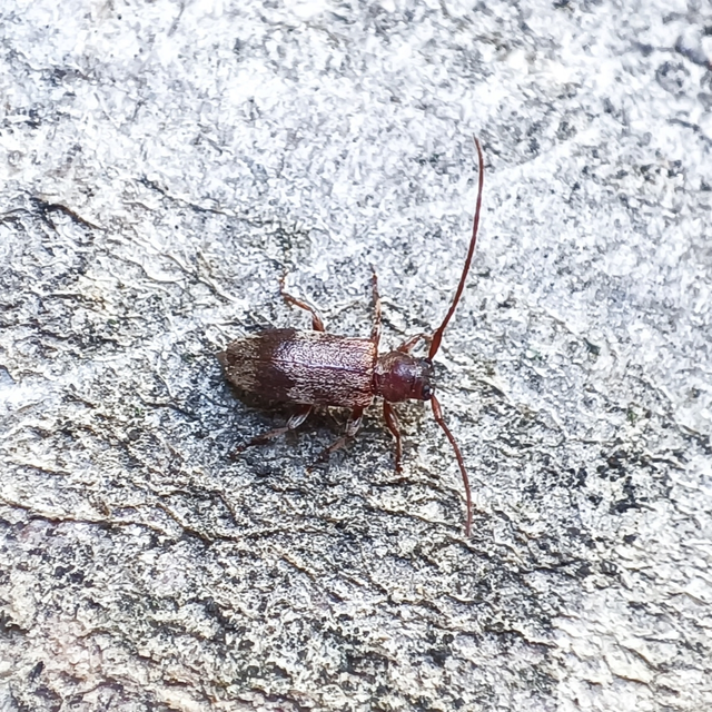 Exocentrus lusitanus - hársfa-rőzsecincér