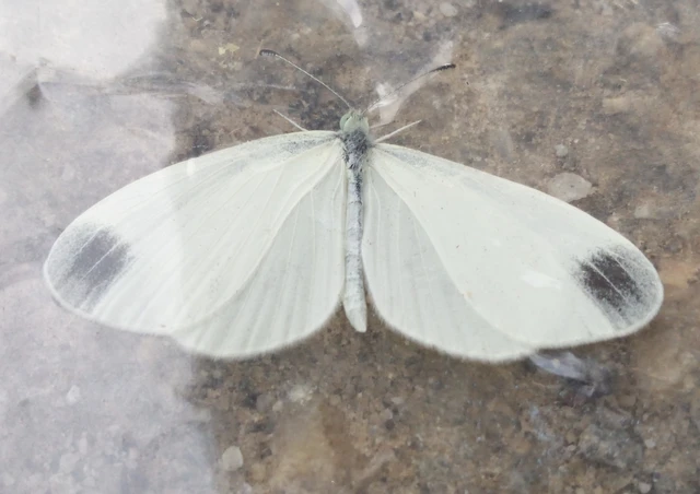 Leptidea sinapis/juvernica