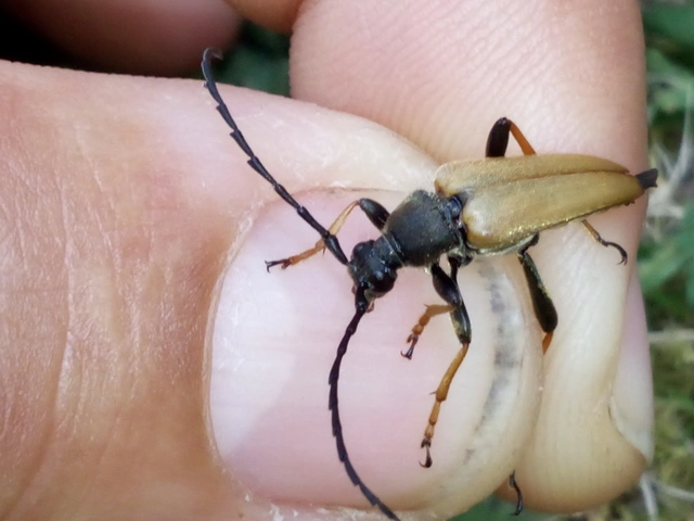 Stictoleptura rubra - vörös virágcincér
