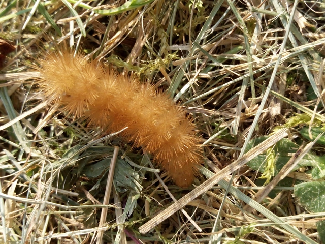 Diaphora mendica - felemás medvelepke