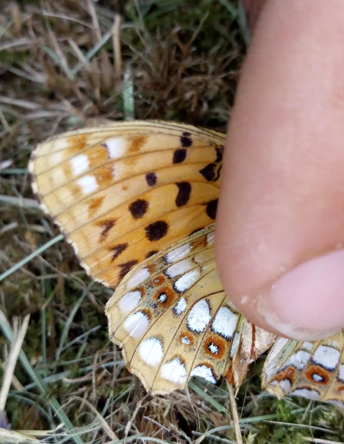 Argynnis adippe - ezüstös gyöngyházlepke