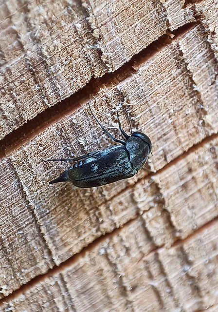 Tomoxia bucephala - kúptestű maróka