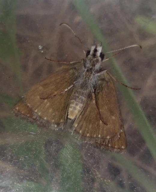 Erynnis tages - cigánylepke