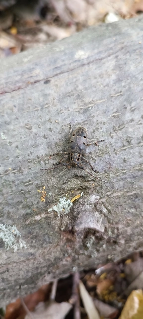 Mesosa curculionoides - szemfoltos cincér Mesosa curculionoides - szemfoltos cincér
