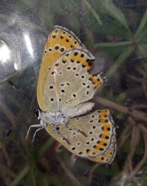 Lycaena thersamon - kis tűzlepke