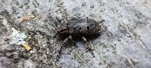 Mesosa curculionoides - szemfoltos cincér Mesosa curculionoides - szemfoltos cincér