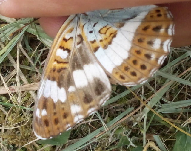 Limenitis camilla - kis lonclepke