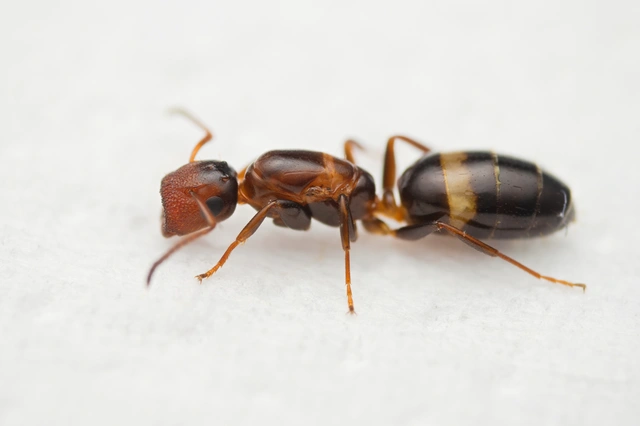 Colobopsis truncata - kapushangya