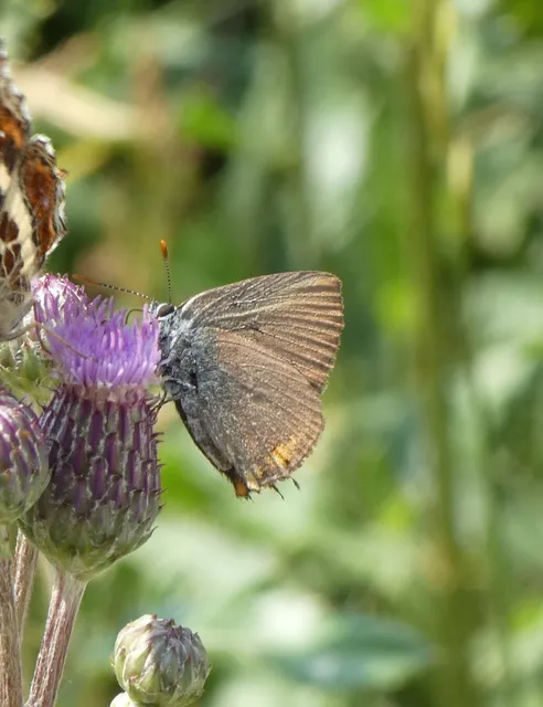 Satyrium acaciae - akác-csücsköslepke