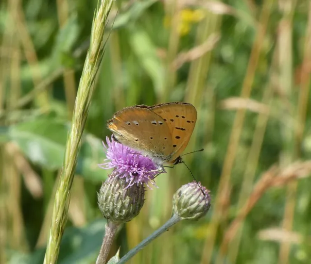 Lycaena virgaureae - arany-tűzlepke