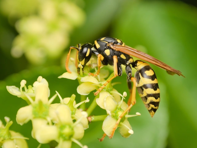 Hymenoptera - Hártyásszárnyúak