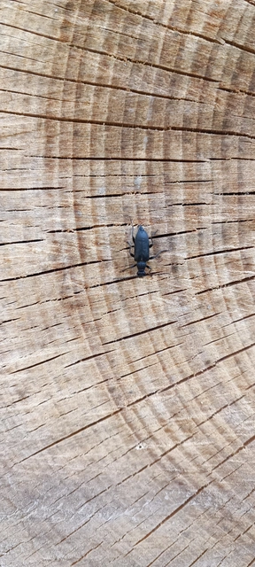 Stictoleptura scutellata - hegyi virágcincér