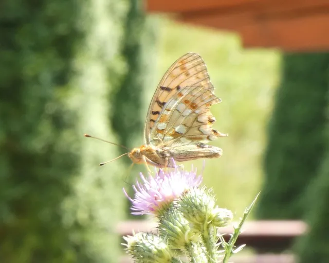 Argynnis adippe - ezüstös gyöngyházlepke