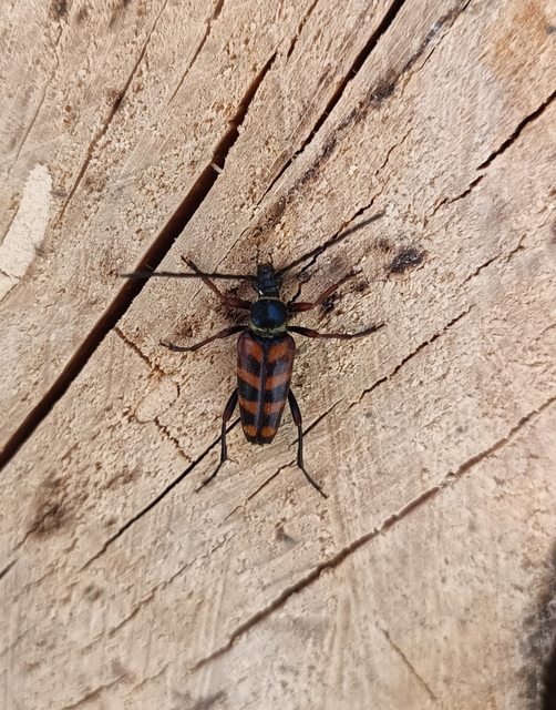 Leptura aurulenta - sárgaszőrű szalagoscincér