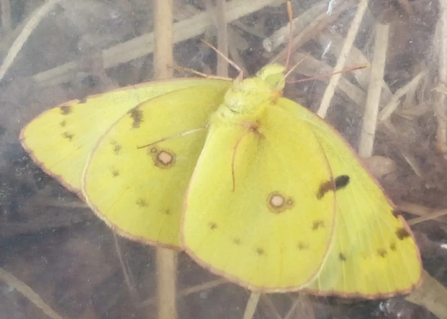 Colias hyale - kéneslepke