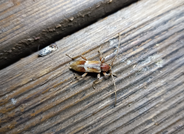 Trichoferus pallidus - sápadt éjicincér