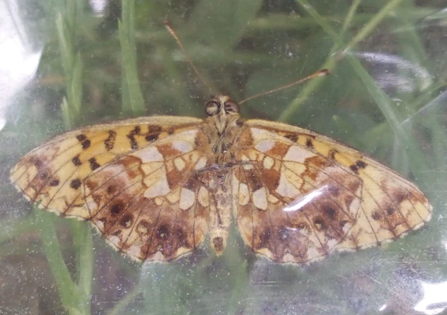 Boloria dia - kis gyöngyházlepke
