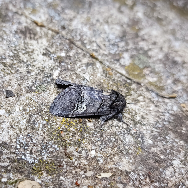 Drymonia querna - tölgyfa-púposszövő