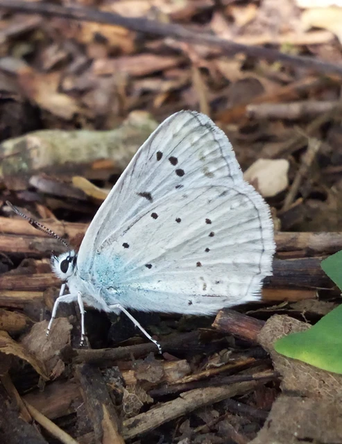 Polyommatus daphnis - csipkés boglárka