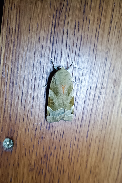 Noctua fimbriata - szélessávú sárgafűbagoly