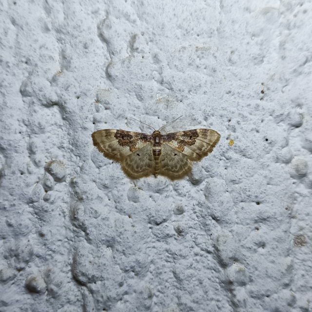 Idaea rusticata - tarka apróaraszoló