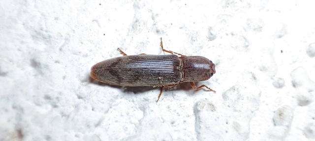 Stenagostus rhombeus - rombusznyakú pattanó