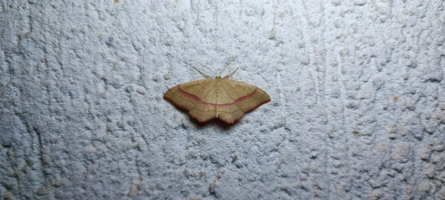 Rhodostrophia vibicaria - pirosszélű araszoló