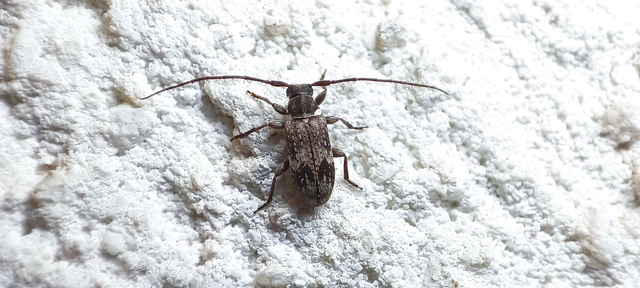 Exocentrus adspersus - tölgyfa-rőzsecincér