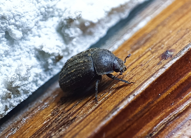 Aesalus scarabaeoides - szőrös szarvasbogár