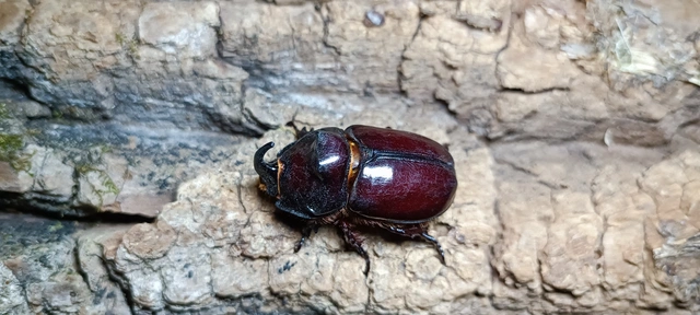 Oryctes nasicornis - orrszarvú bogár
