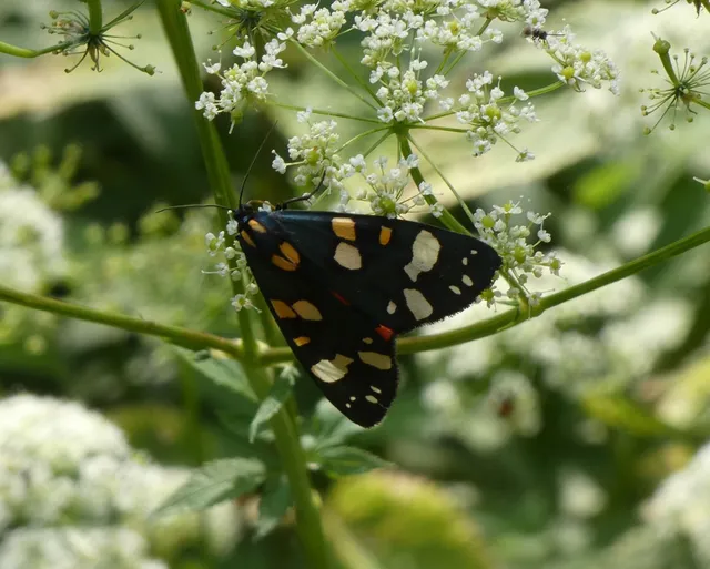 Callimorpha dominula - fémes medvelepke