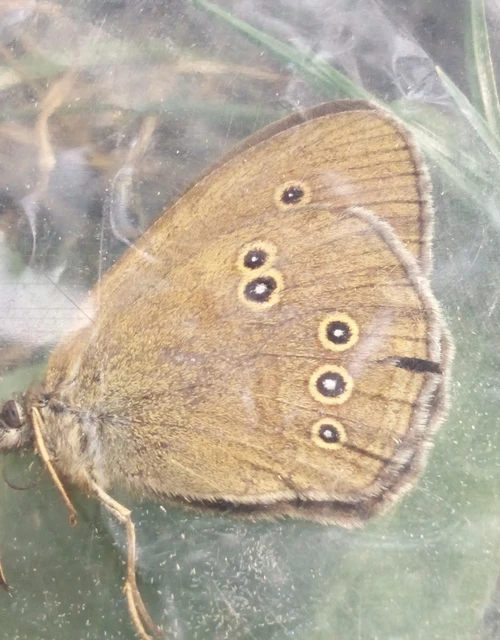 Aphantopus hyperanthus - közönséges ökörszemlepke