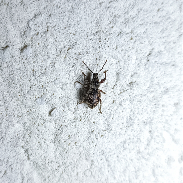Otiorhynchus fullo - aranypikkelyes gyalogormányos