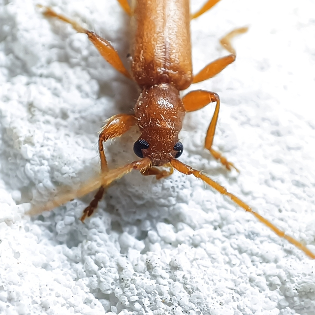 Axinopalpis gracilis - kecses selymescincér