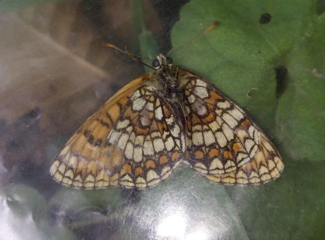 Melitaea aurelia - recés tarkalepke