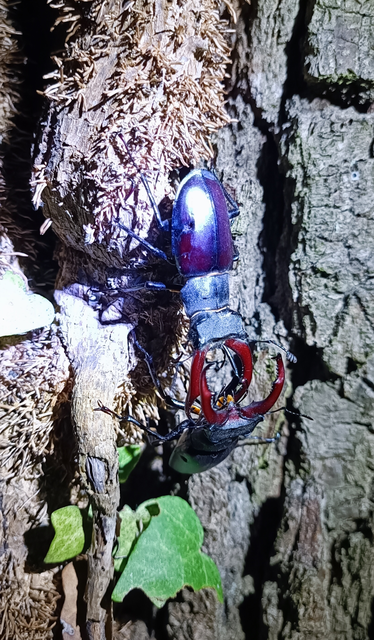 Lucanus cervus - nagy szarvasbogár