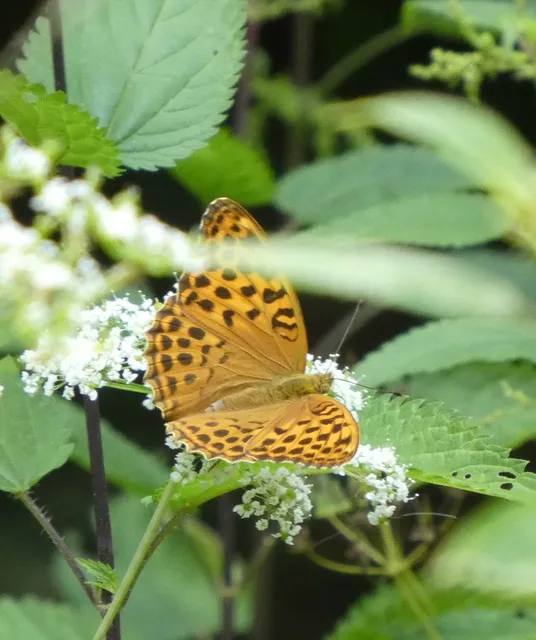 Argynnis paphia - nagy gyöngyházlepke